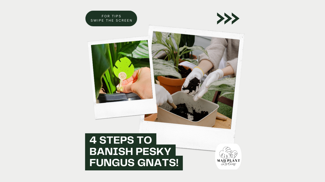 How To Get Rid Of Fungus Gnats In 4 Steps