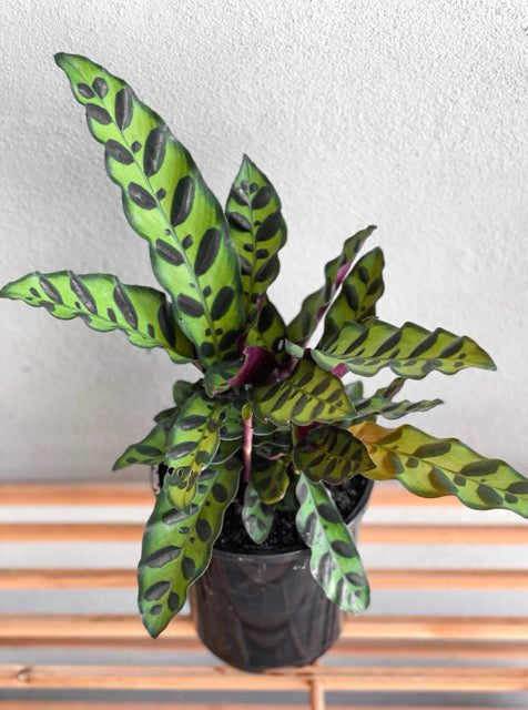 12 Best Indoor Plants : Easy & Air- Purifying