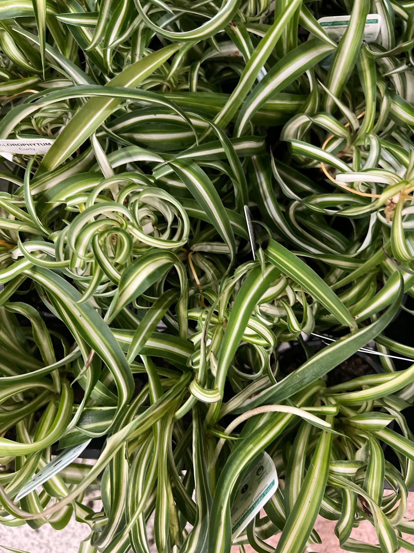 Chlorophytum comosum Curly