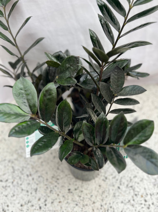 Zamioculas Jungle Warrior, Black Zanzibar - Mad Plant Ladies