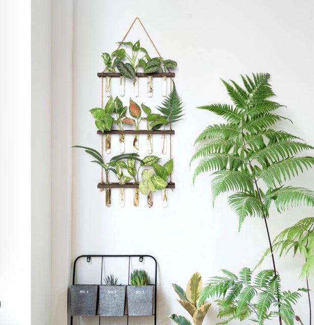 15 glass test tubes hanging in a 3 tier timber stand hanging on a wall filled with plant cuttings