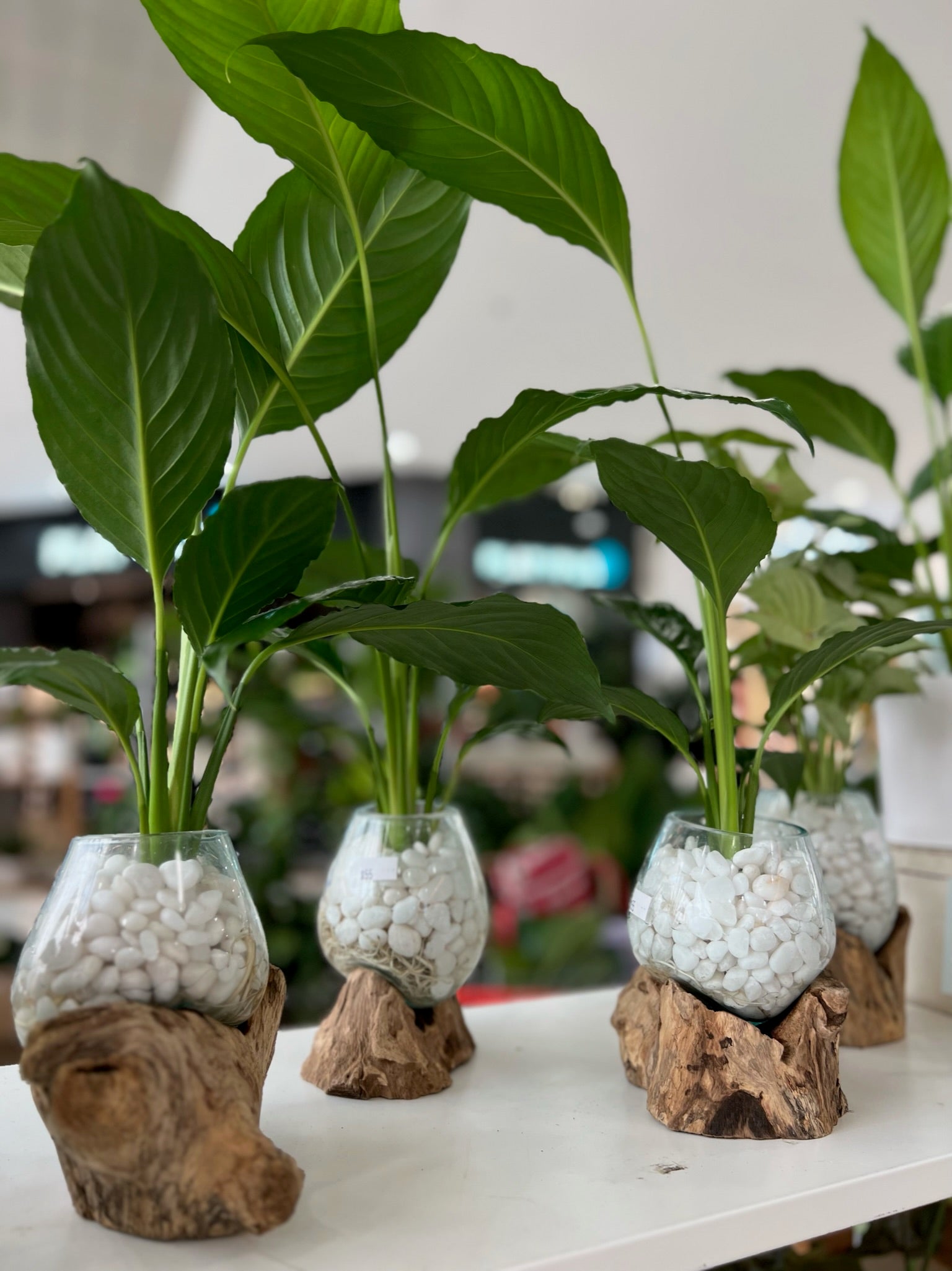 Peace Lily Slump Bowl Gift Delivery - Mad Plant Ladies