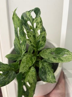 *RARE* Monstera Adansonii Mint, Swiss Cheese Plant, Variegated Adansonii