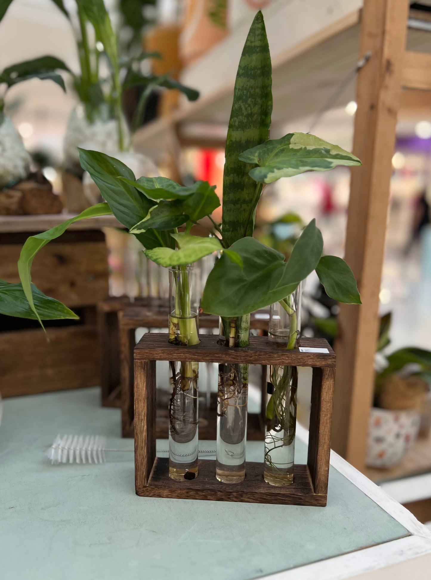 *NEW* Triple Test Tube Propagation Vase