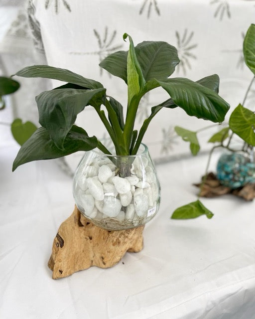 Peace Lily Water Hydro Plant in a glass vase melted over a piece of driftwood gift for plant lovers