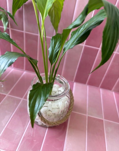 peace lily water plan in glass jar