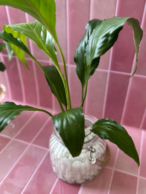 water vase for peace lily Peace Lily + Rustic Fluted Glass Vase – Mad Plant Ladies