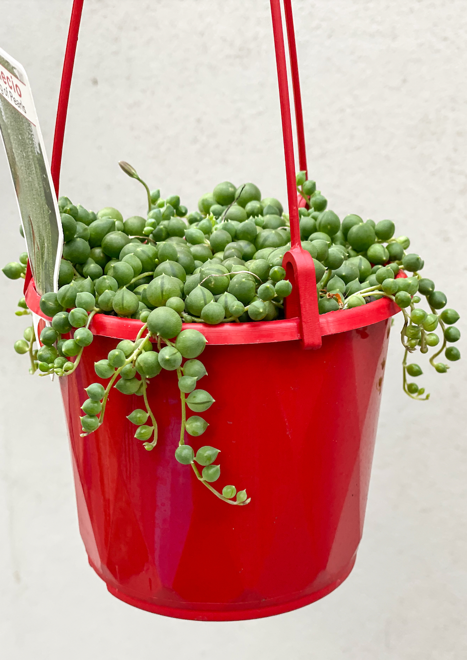 String of Pearls, String of Pearls Brisbane, String of Pearls for sale Brisbane south, indoor plants Brisbane, indoor plants Brisbane southside, brisbane indoor plants, potted plants Brisbane southside, plant small business near me, buy indoor plants online Brisbane, indoor plants brisbane for sale, buy indoor plants online Brisbane southside, buy indoor plants Brisbane southside,