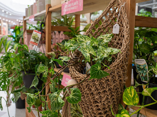 Hanging plant in a woven basket with tags in a store setting