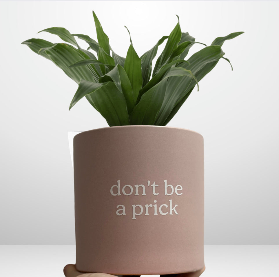 FUN plant pots, gifts for plant lovers, gifts for gardeners, funny plant pots, novelty plant pots, indoor plant pot,garden pots in Brisbane, plant pots Brisbane, plant pots near me, indoor planter pot, pot planter, indoor plant pots Brisbane, interesting plant pot, mad plant ladies,