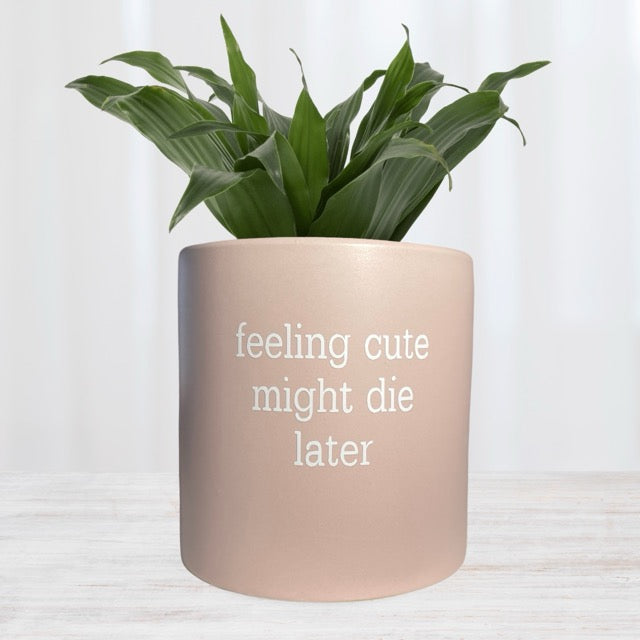 FUN plant pots, gifts for plant lovers, gifts for gardeners, funny plant pots, novelty plant pots, indoor plant pot, garden pots in Brisbane, plant pots Brisbane, plant pots near me, indoor planter pot, pot planter, indoor plant pots Brisbane, interesting plant pot, mad plant ladies, 'feeling cute might die later' Pun Pot soft pink