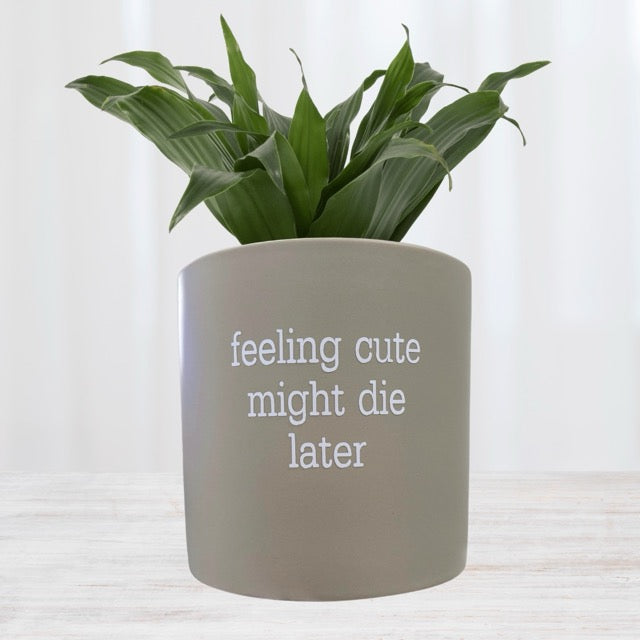 FUN plant pots, gifts for plant lovers, gifts for gardeners, funny plant pots, novelty plant pots, indoor plant pot, garden pots in Brisbane, plant pots Brisbane, plant pots near me, indoor planter pot, pot planter, indoor plant pots Brisbane, interesting plant pot, mad plant ladies,