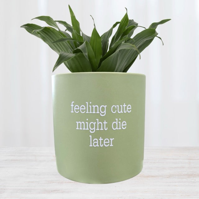 FUN plant pots, gifts for plant lovers, gifts for gardeners, funny plant pots, novelty plant pots, indoor plant pot, garden pots in Brisbane, plant pots Brisbane, plant pots near me, indoor planter pot, pot planter, indoor plant pots Brisbane, interesting plant pot, mad plant ladies,