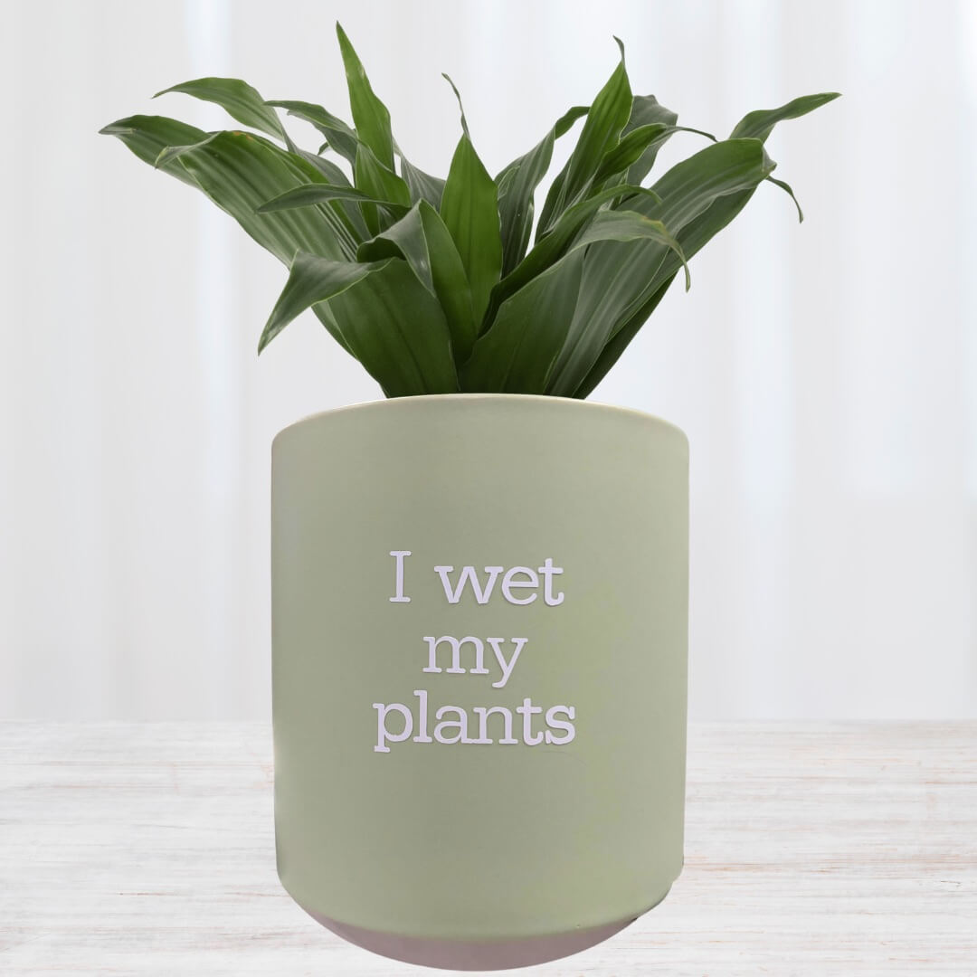 always keep me moist plant pot I wet my plants' Pun Pot – Mad Plant Ladies