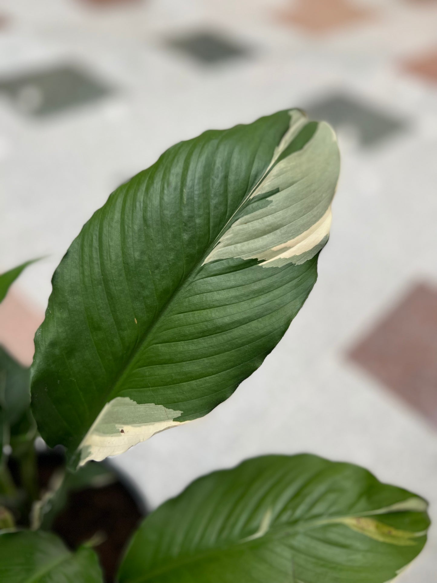Picasso Peace Lily