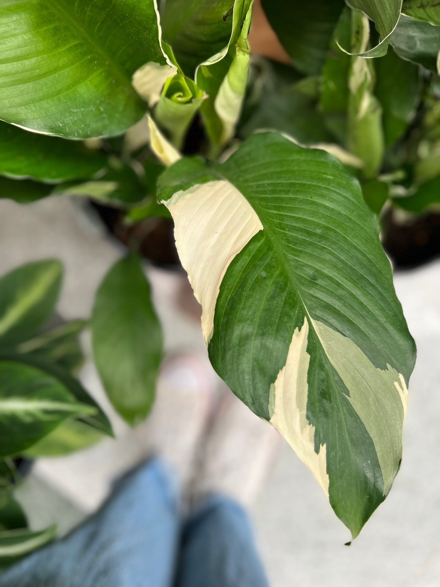 Picasso Peace Lily