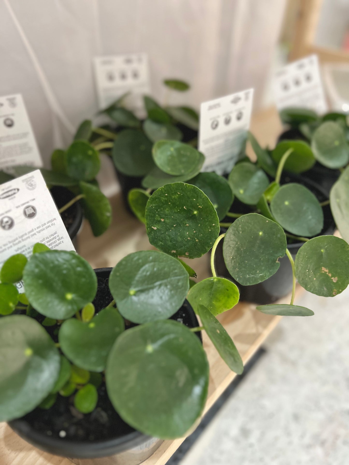 Pilea Peperomioides - Chinese Money Plant