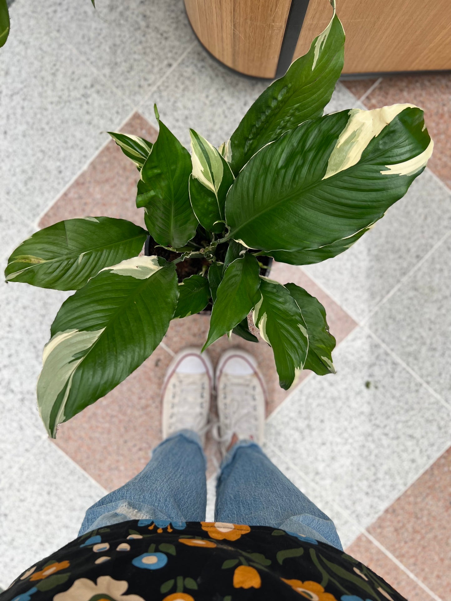 Picasso Peace Lily