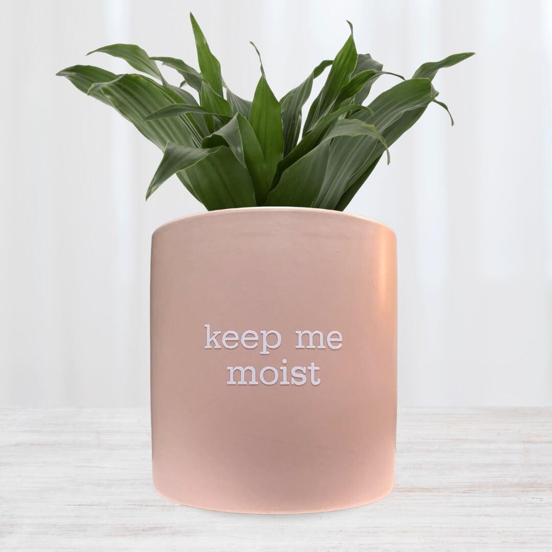 pink plant pot with whitetext saying keep me moist