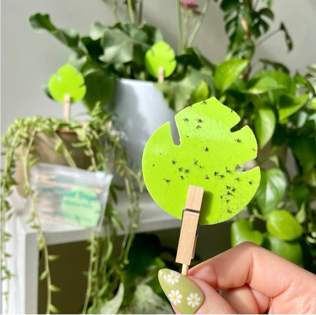 green gnat trap covered in gnats indoor plants