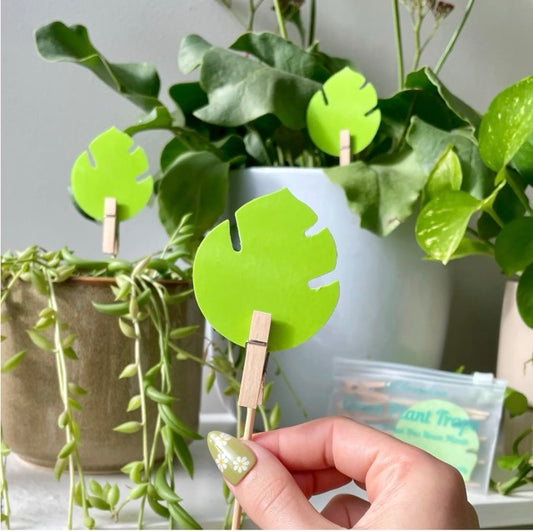 monstera leaf gnat trap by ubloomd indoor plants gnats buys pests