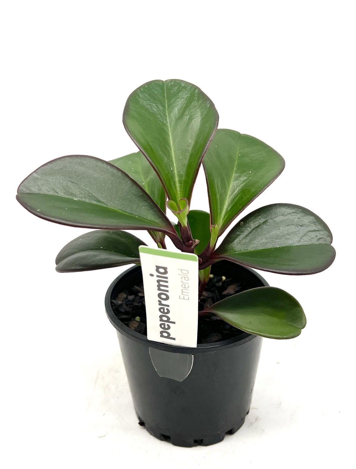 green peperomia plant gren glossy leaves with red edge