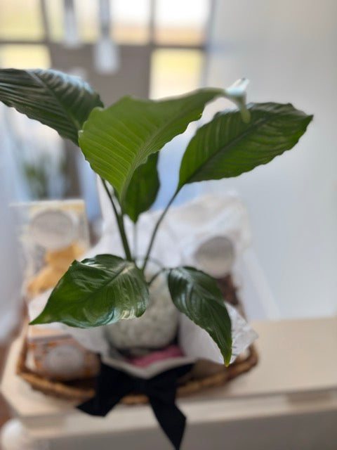 Plant Gift Hamper (with Peace Lily Water Plant)