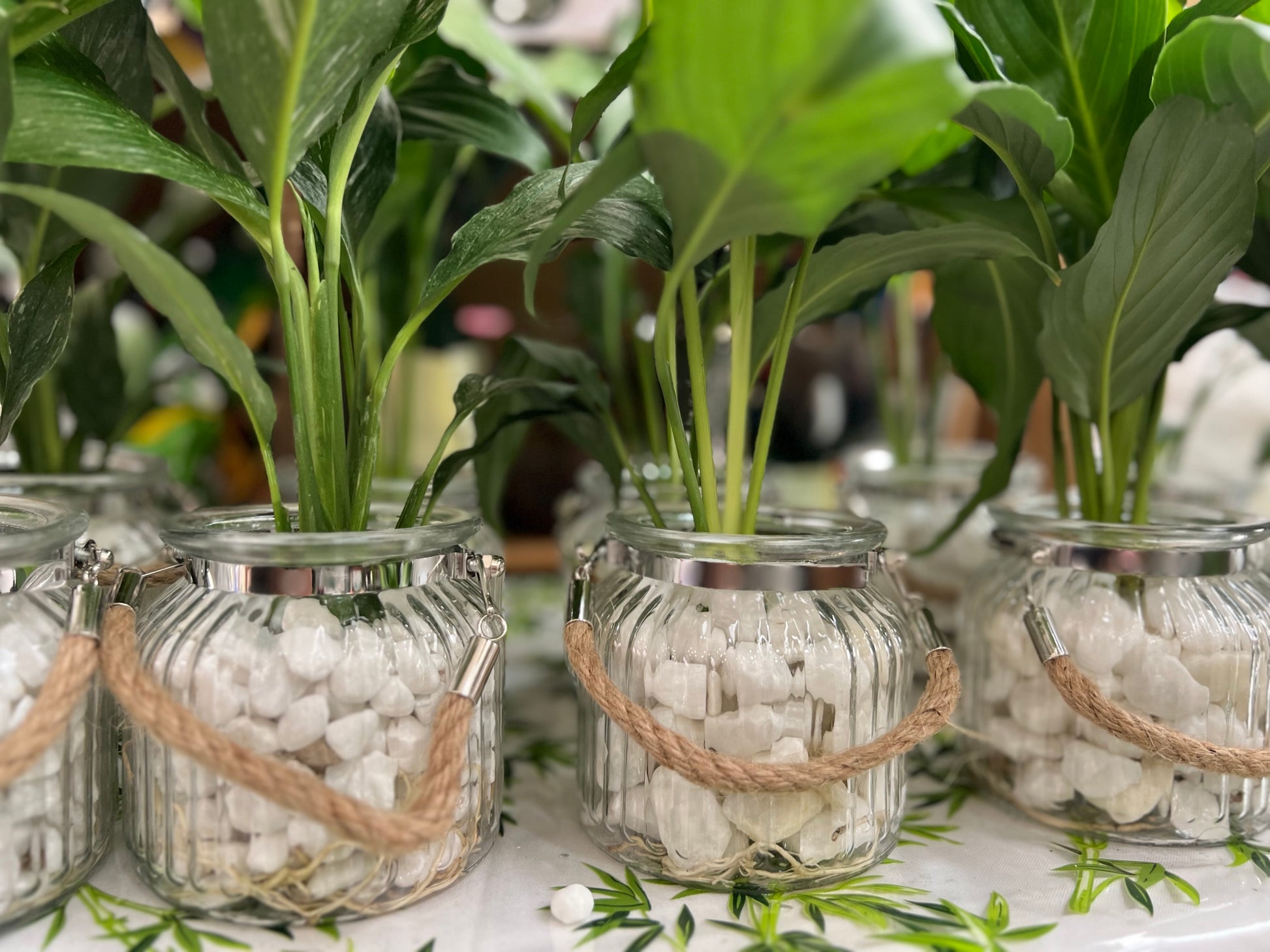 Decorative glass jars with plants and decorative elements on a table.