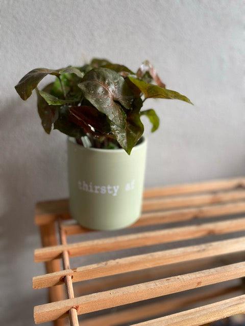 FUN plant pots, gifts for plant lovers, gifts for gardeners, funny plant pots, novelty plant pots, indoor plant pot, garden pots in Brisbane, plant pots Brisbane, plant pots near me, indoor planter pot, pot planter, indoor plant pots Brisbane, interesting plant pot, mad plant ladies,