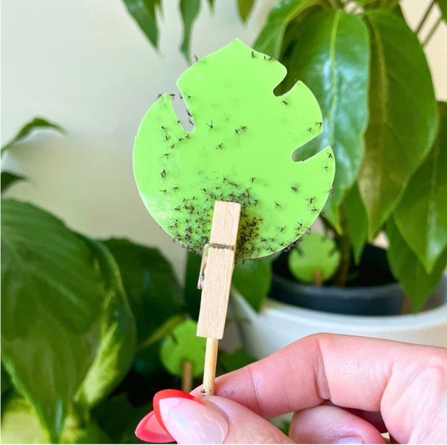 green monstera leaf shaped gnat trap for indoo plants