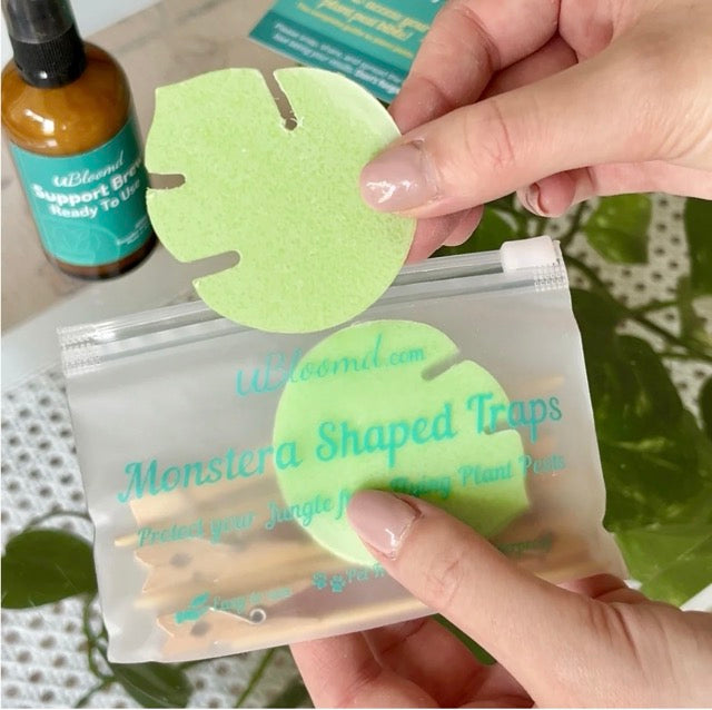 Green monstera shaped gnat trap held by a hand with a branded package in the background.