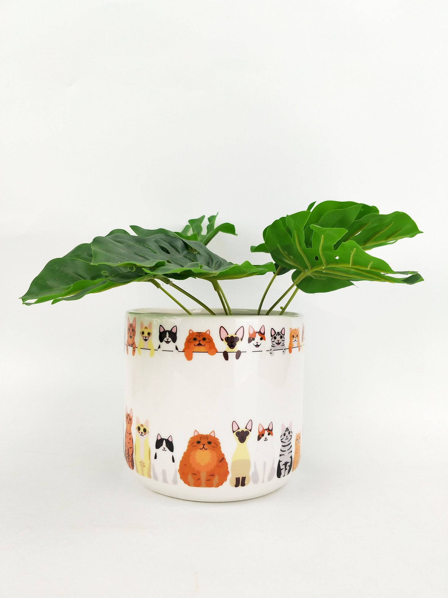 *NEW* Quirky Cat Planter Multicoloured