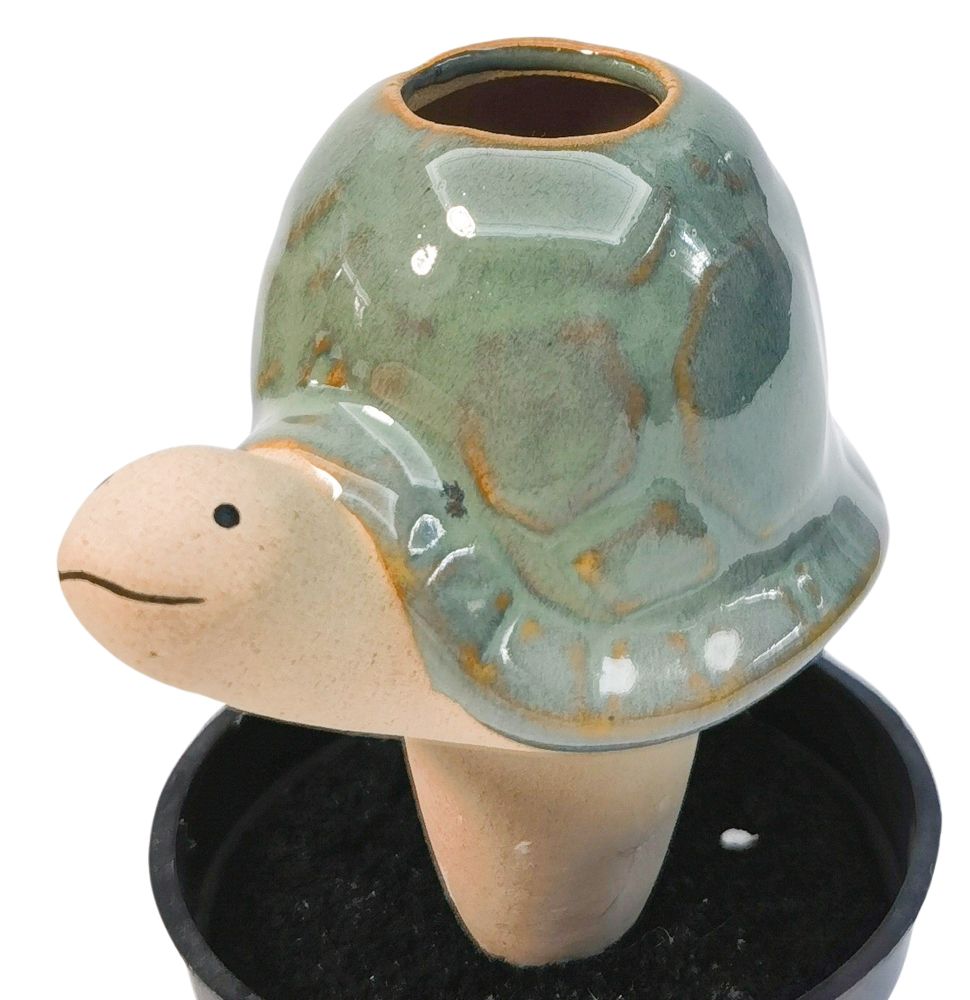 Turtle Water Seeper