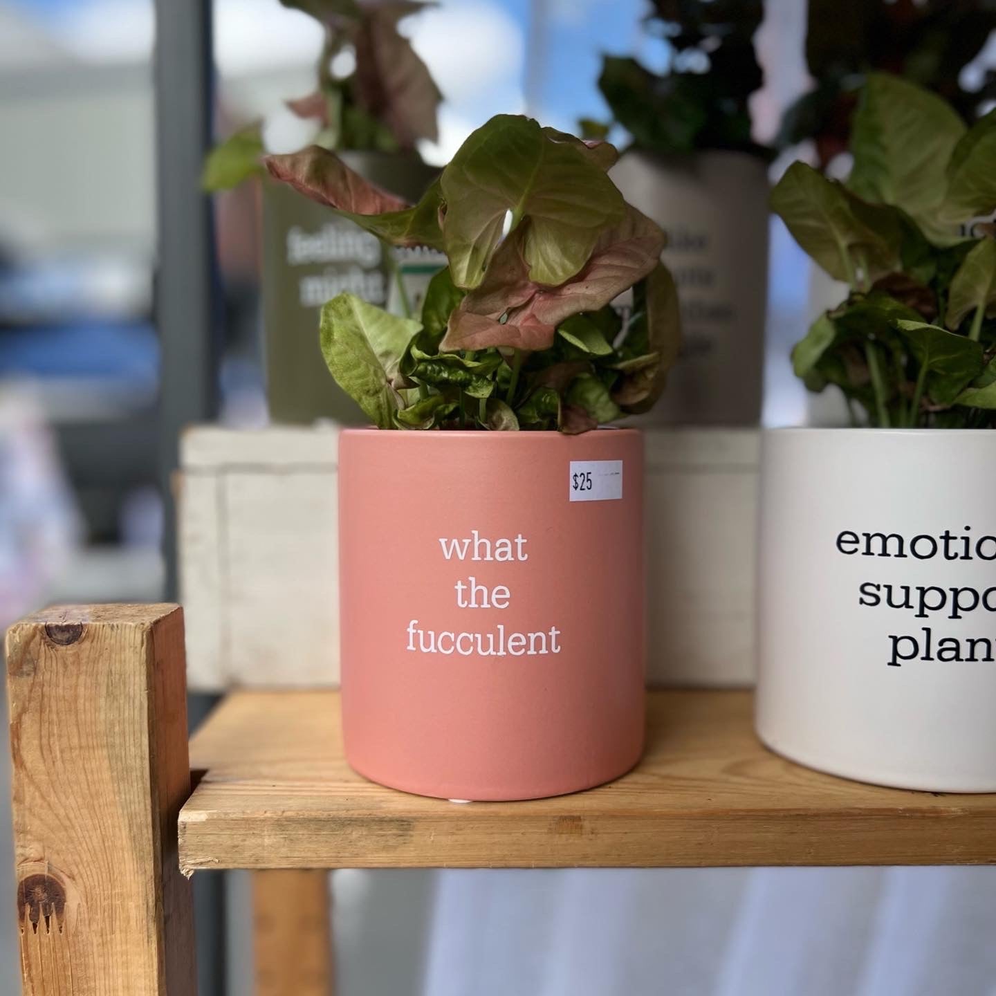 'what the fucculent' Pun Pot