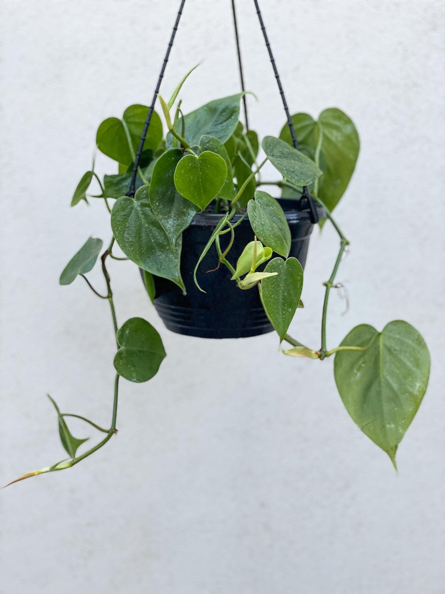 Heart Leaf Philodendron Brisbane, Heart Leaf Philodendron for sale Brisbane south, indoor plants Brisbane, indoor plants Brisbane southside, brisbane indoor plants, potted plants Brisbane southside, plant small business near me, buy indoor plants online Brisbane, indoor plants brisbane for sale, buy indoor plants online Brisbane southside, buy indoor plants Brisbane southside,