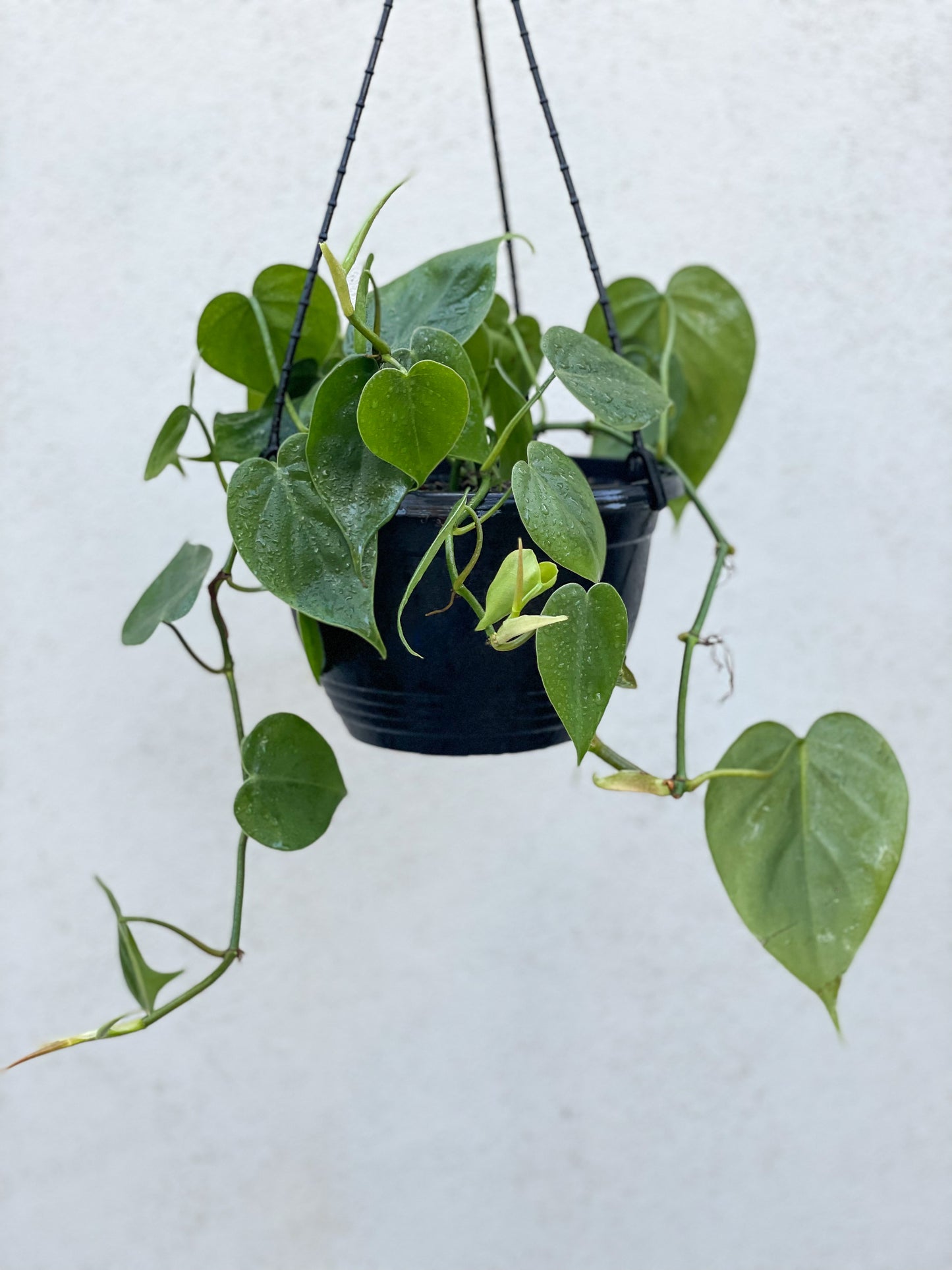 Heart Leaf Philodendron Brisbane, Heart Leaf Philodendron for sale Brisbane south, indoor plants Brisbane, indoor plants Brisbane southside, brisbane indoor plants, potted plants Brisbane southside, plant small business near me, buy indoor plants online Brisbane, indoor plants brisbane for sale, buy indoor plants online Brisbane southside, buy indoor plants Brisbane southside,