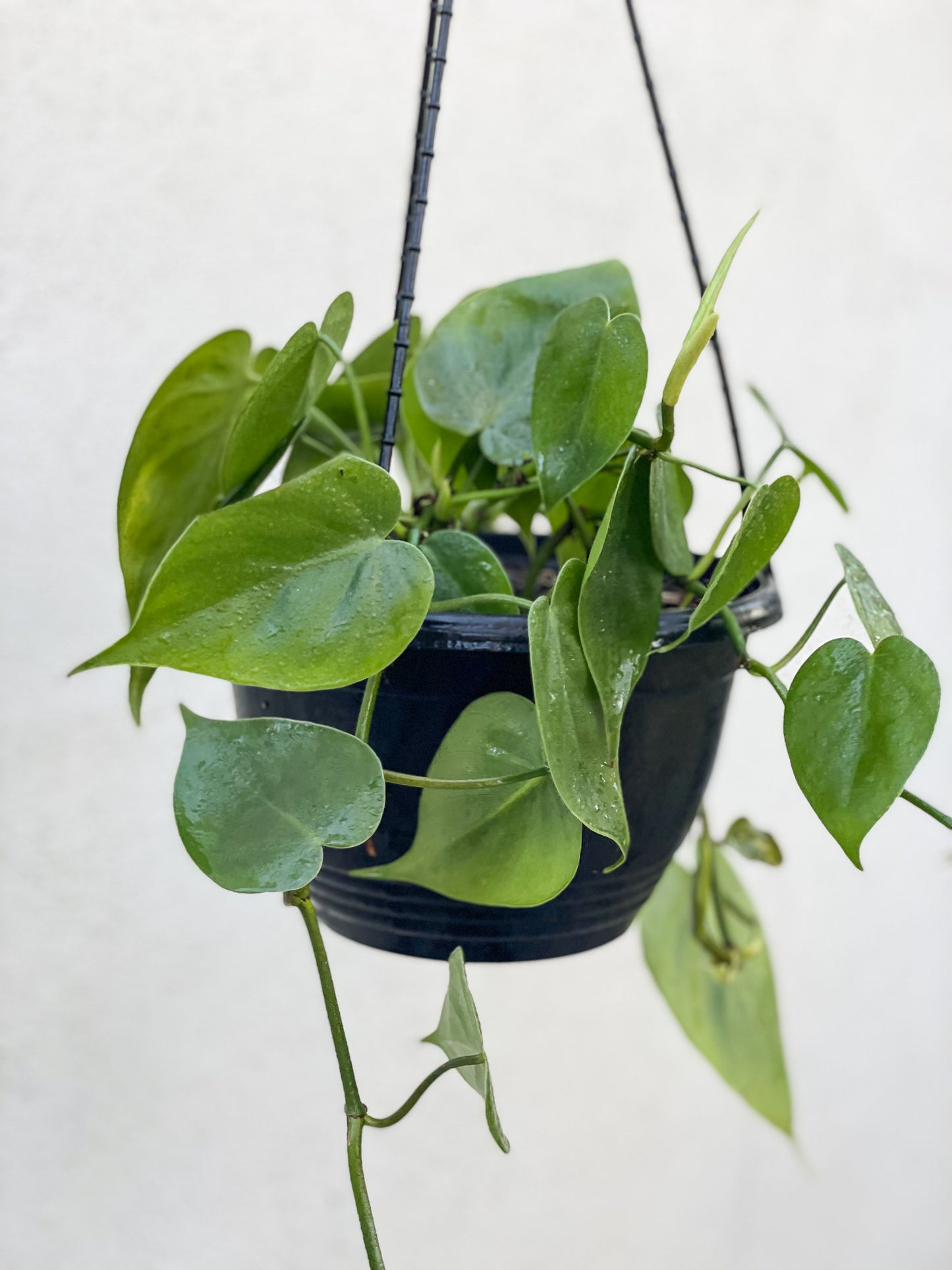 Heart Leaf Philodendron Brisbane, Heart Leaf Philodendron for sale Brisbane south, indoor plants Brisbane, indoor plants Brisbane southside, brisbane indoor plants, potted plants Brisbane southside, plant small business near me, buy indoor plants online Brisbane, indoor plants brisbane for sale, buy indoor plants online Brisbane southside, buy indoor plants Brisbane southside,