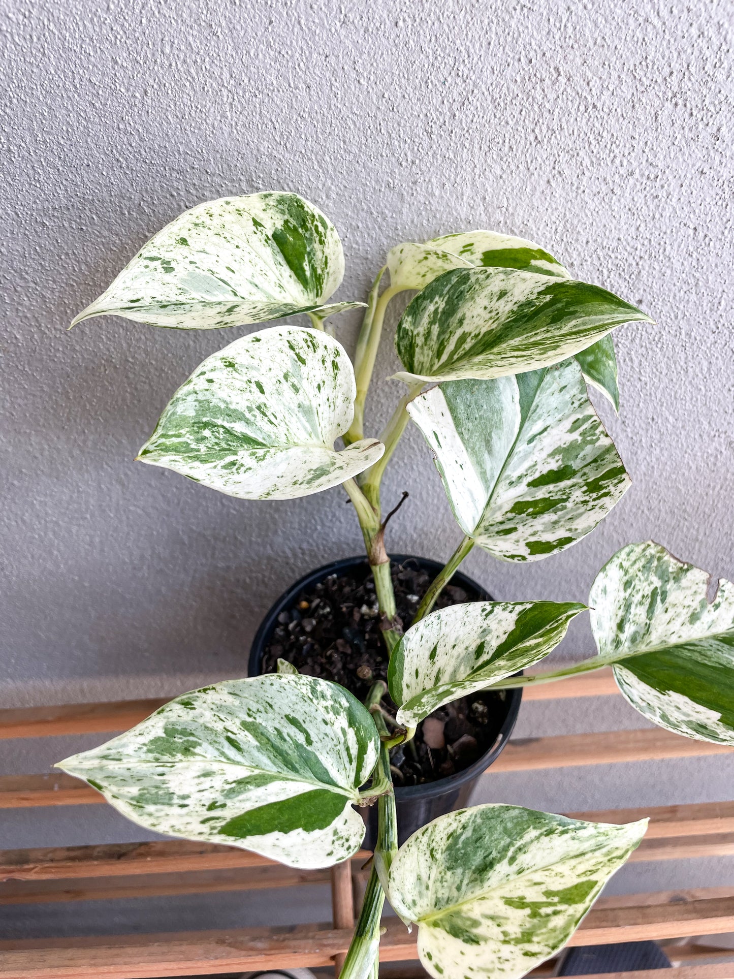 Pothos Marble Queen - Epipremnum Aureum - Mad Plant Ladies