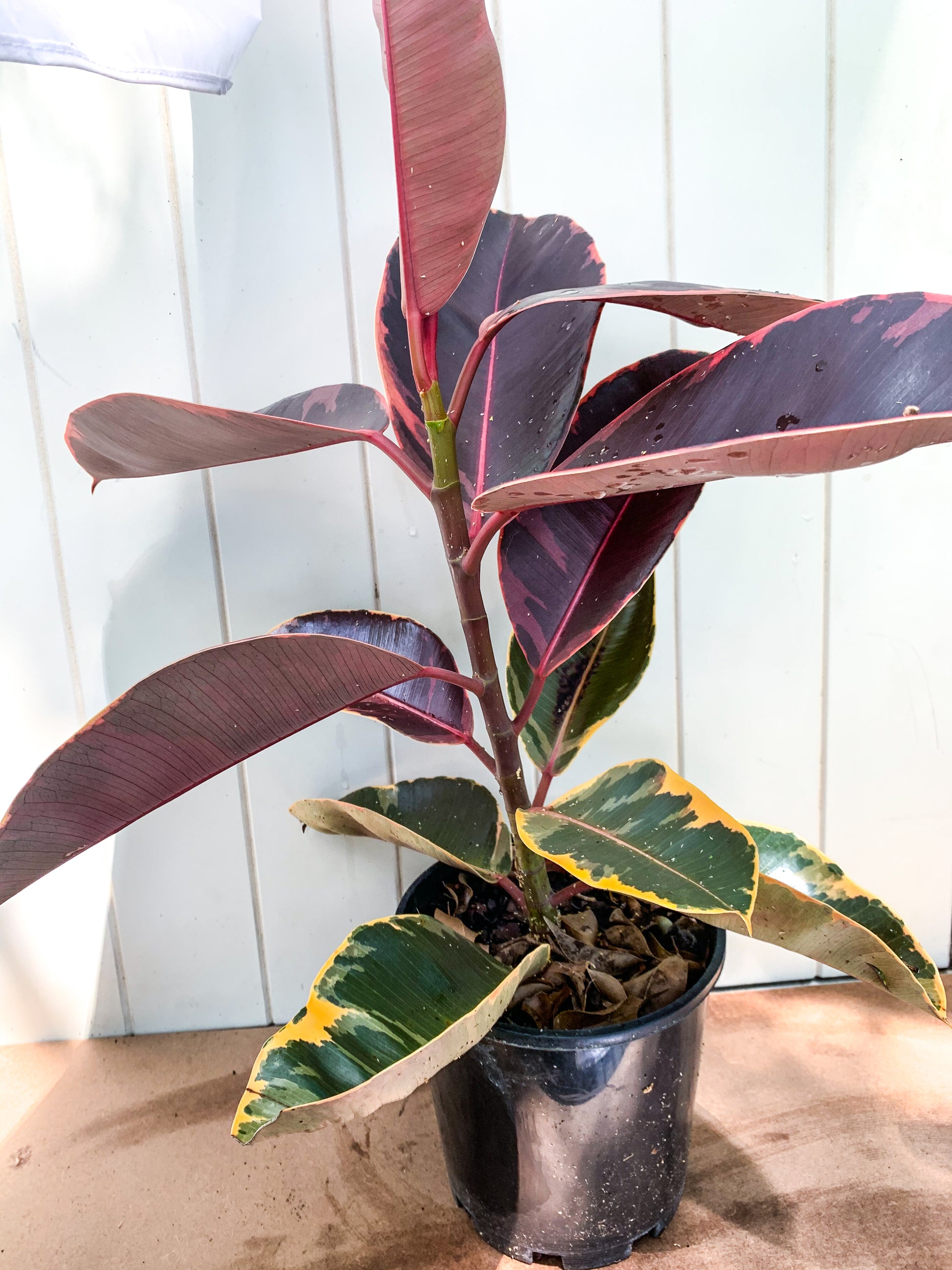 Ficus Ruby Brisbane, Ficus Ruby for sale Brisbane south,  indoor plants Brisbane, indoor plants Brisbane southside, brisbane indoor plants, potted plants Brisbane southside, plant small business near me, buy indoor plants online Brisbane, indoor plants brisbane for sale, buy indoor plants online Brisbane southside, buy indoor plants Brisbane southside,