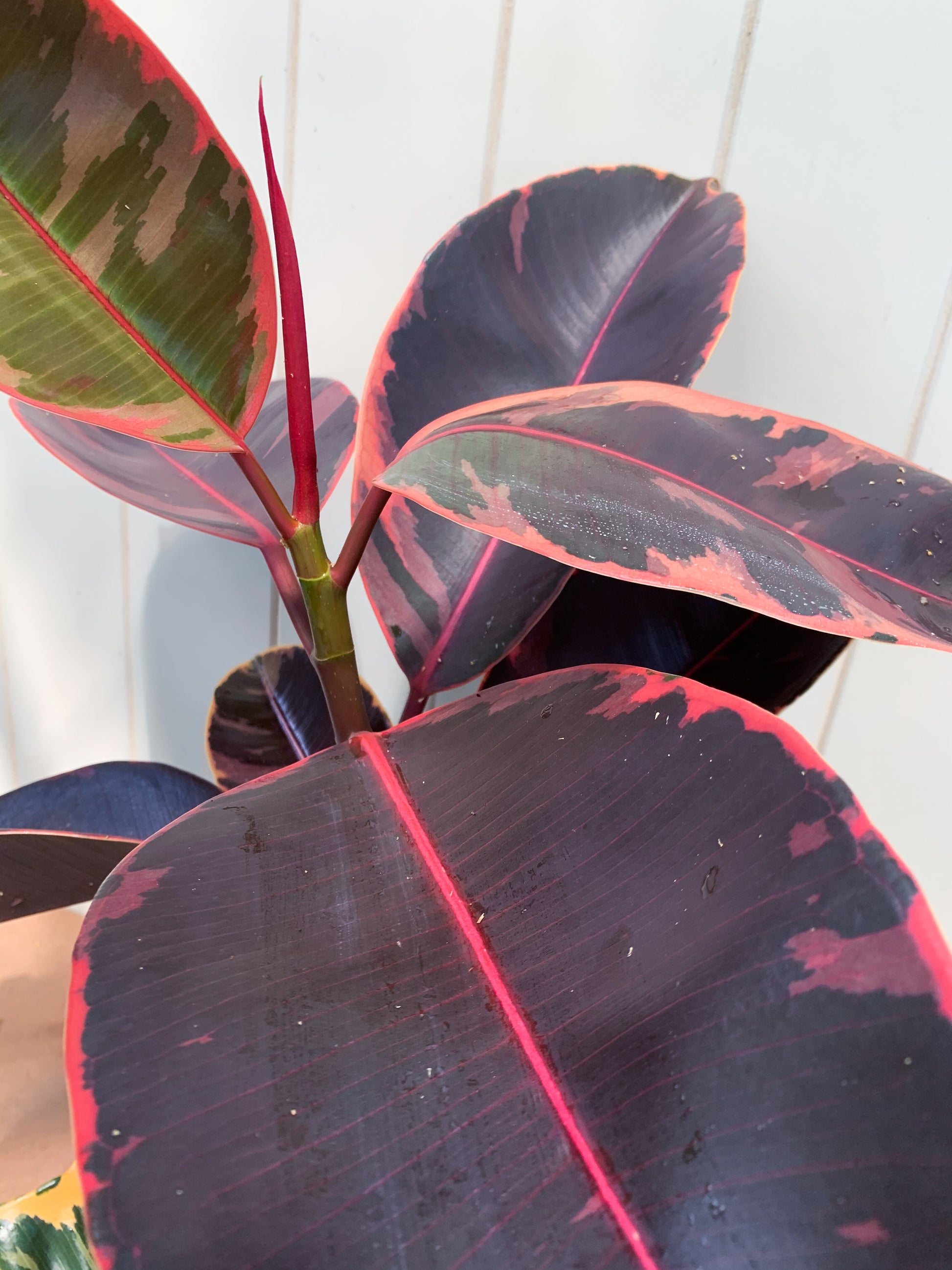 Ficus Ruby Brisbane, Ficus Ruby for sale Brisbane south,  indoor plants Brisbane, indoor plants Brisbane southside, brisbane indoor plants, potted plants Brisbane southside, plant small business near me, buy indoor plants online Brisbane, indoor plants brisbane for sale, buy indoor plants online Brisbane southside, buy indoor plants Brisbane southside,
