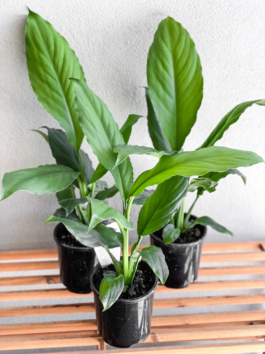 Peace Lily Blue Moon Brisbane, Peace Lily Blue Moon for sale Brisbane south, indoor plants Brisbane, indoor plants Brisbane southside, brisbane indoor plants, potted plants Brisbane southside, plant small business near me, buy indoor plants online Brisbane, indoor plants brisbane for sale, buy indoor plants online Brisbane southside, buy indoor plants Brisbane southside,