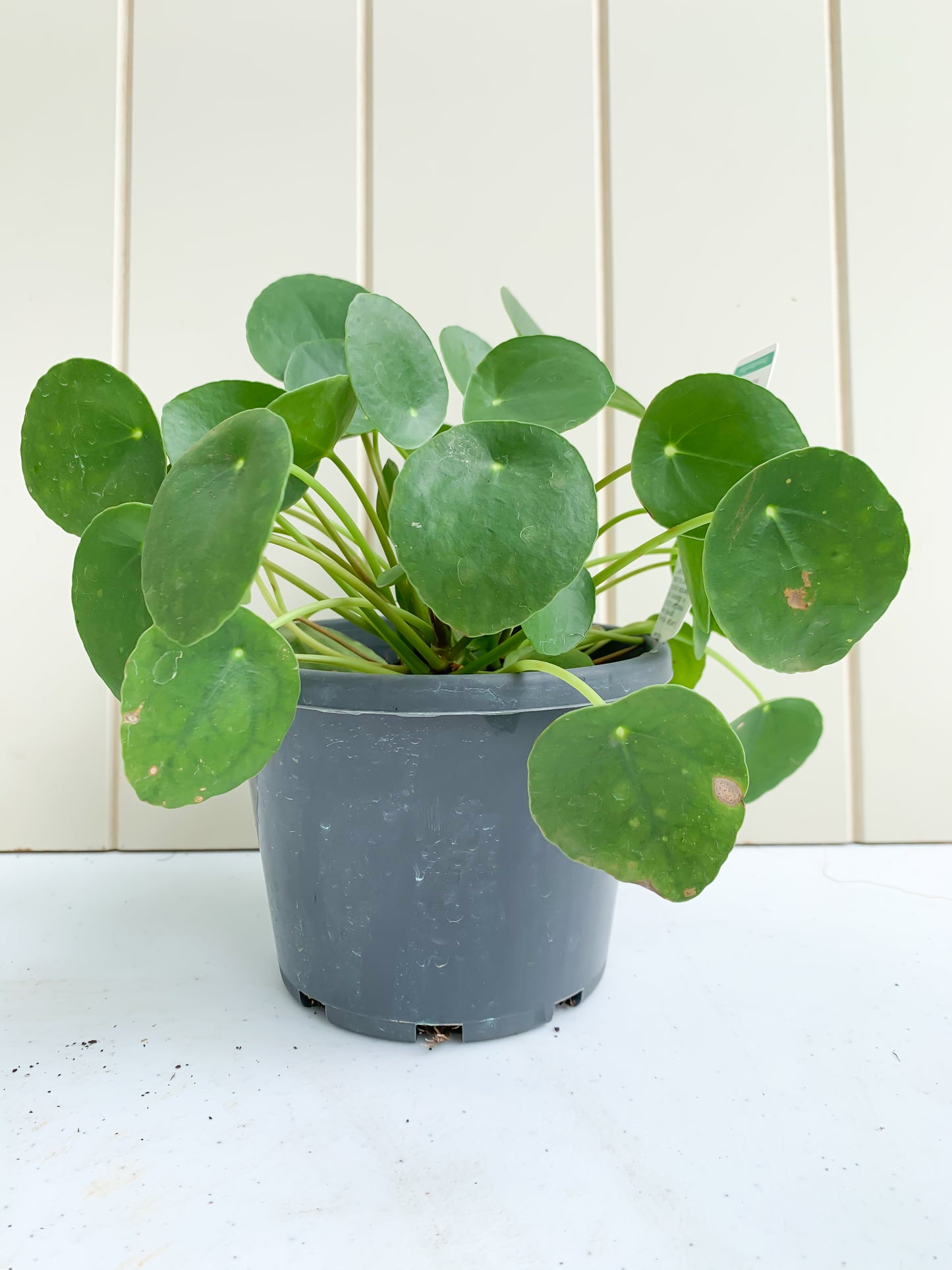 Chinese Money Plant, Chinese Money Plant Brisbane, Chinese Money Plant for sale Brisbane south, indoor plants Brisbane, indoor plants Brisbane southside, brisbane indoor plants, potted plants Brisbane southside, plant small business near me, buy indoor plants online Brisbane, indoor plants brisbane for sale, buy indoor plants online Brisbane southside, buy indoor plants Brisbane southside,