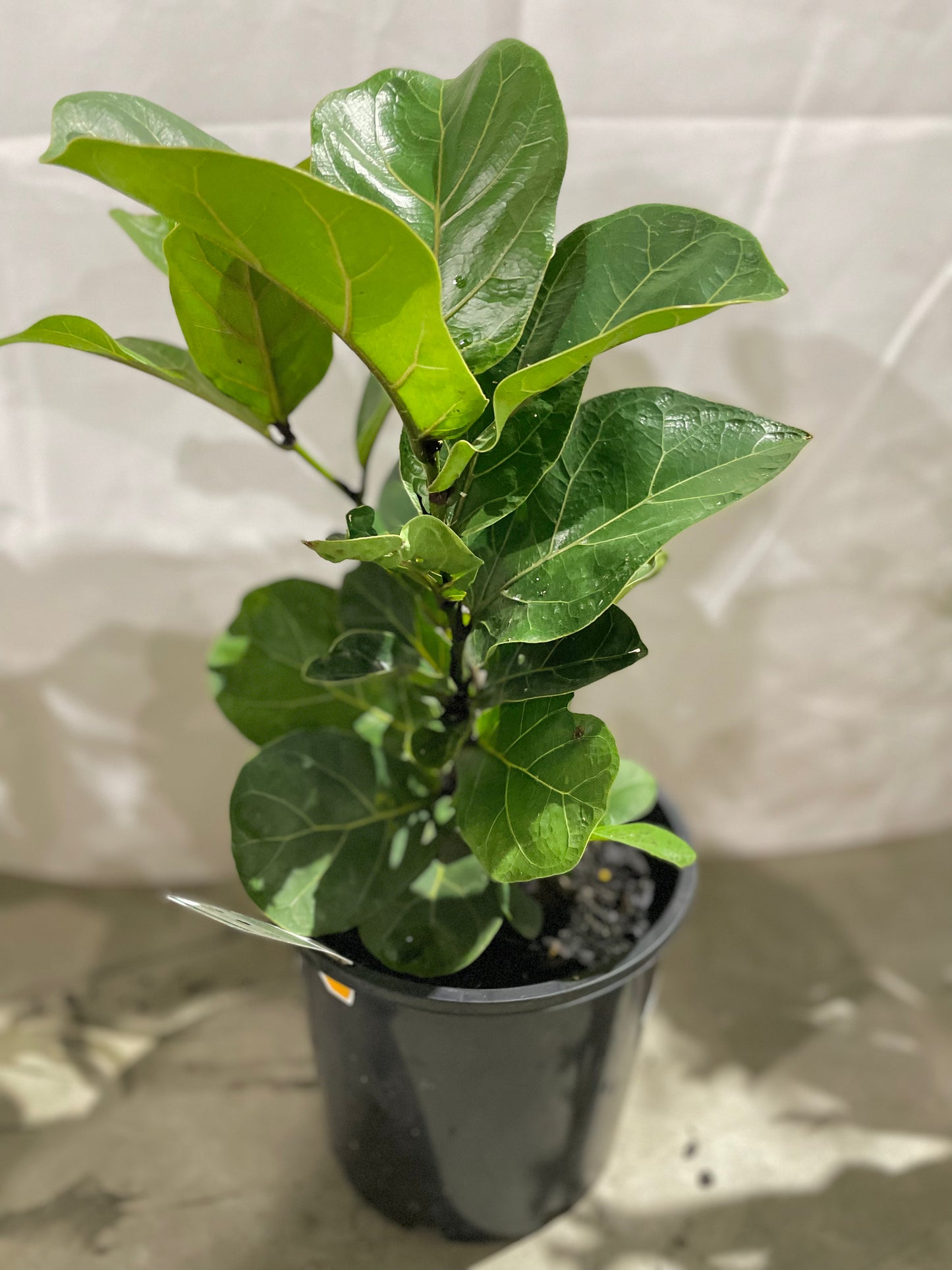 Bambino Fiddle Leaf Fig, Ficus Lyrata