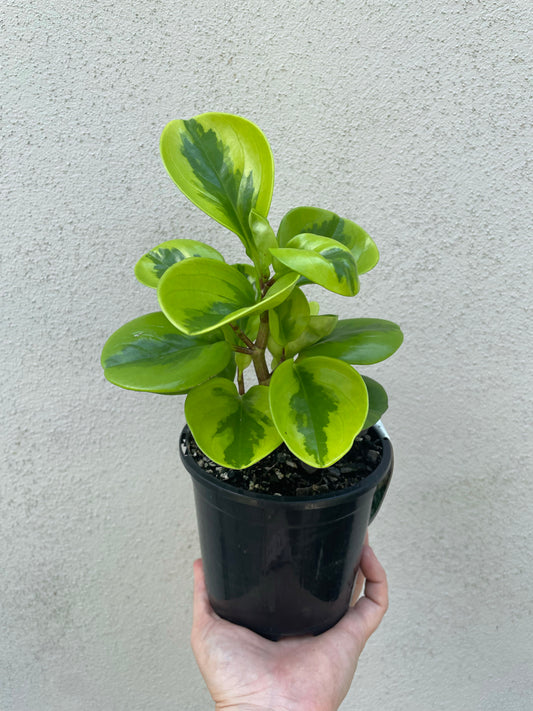 Peperomia Lemon Lime, Peperomia Lemon Lime Brisbane, Peperomia Lemon Lime for sale Brisbane south,  indoor plants Brisbane, indoor plants Brisbane southside, brisbane indoor plants, potted plants Brisbane southside, plant small business near me, buy indoor plants online Brisbane, indoor plants brisbane for sale, buy indoor plants online Brisbane southside, buy indoor plants Brisbane southside,