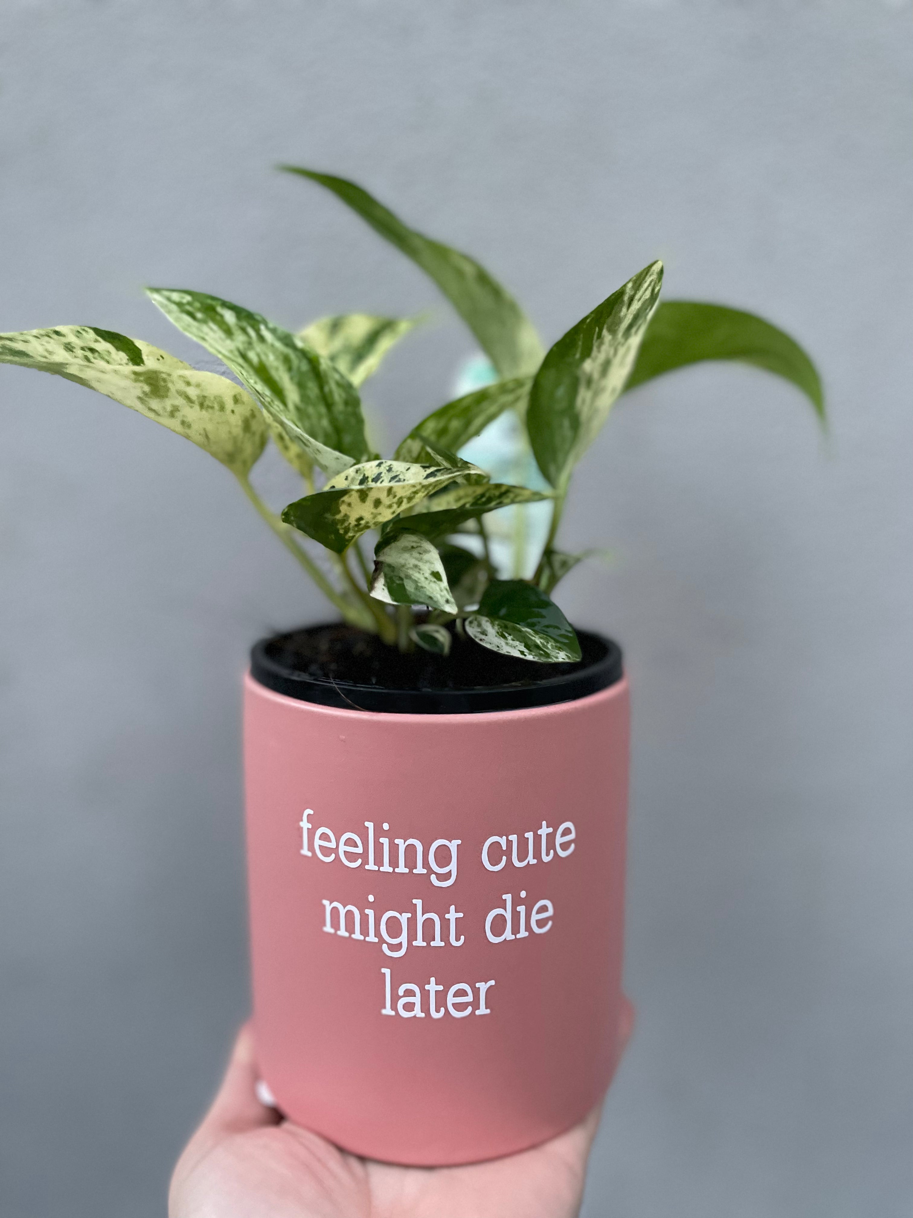 I'm Fine It's Fine Everything is Fine Planter Friends Ross Funny Plant Pot  Succulent Pot W/ Saucer Plants NOT Included matte White 