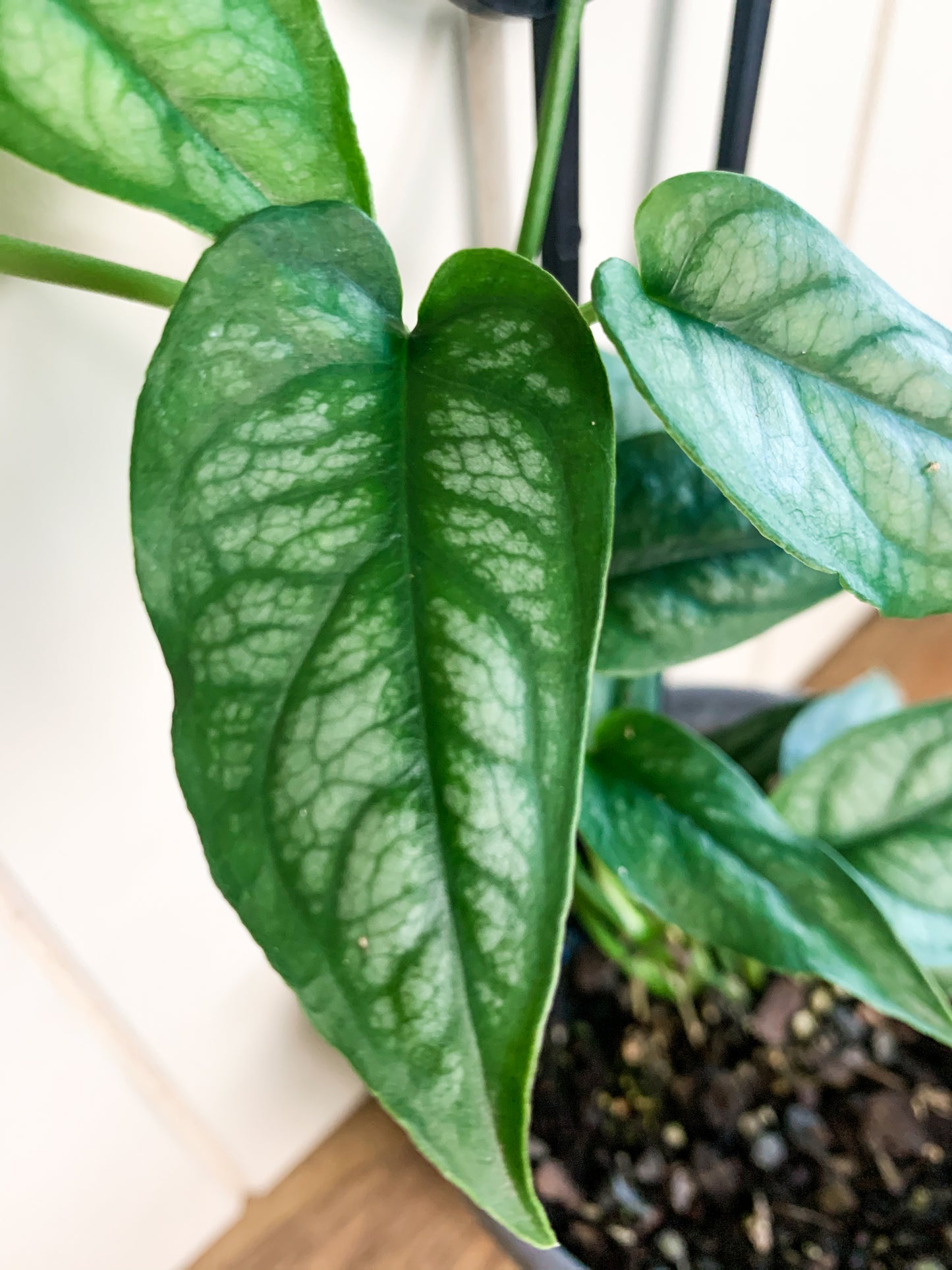 Monstera Siltapecana