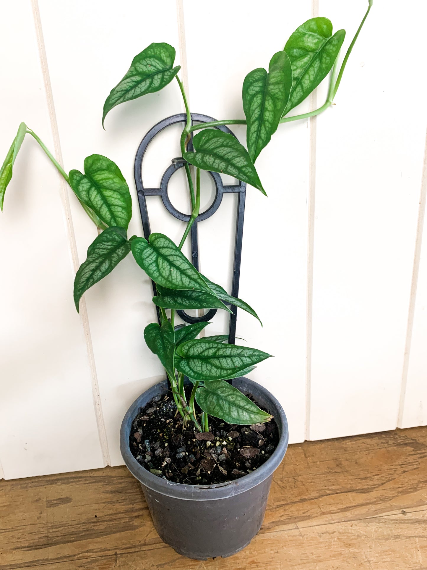 Monstera Siltapecana