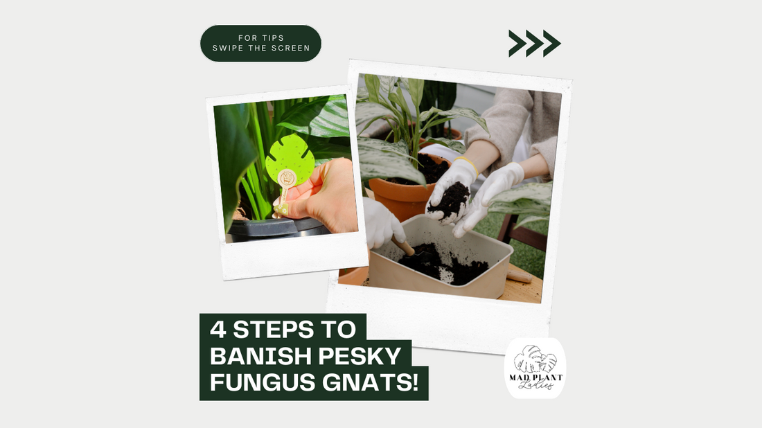 How to banish Fungus Gnats in 4 steps