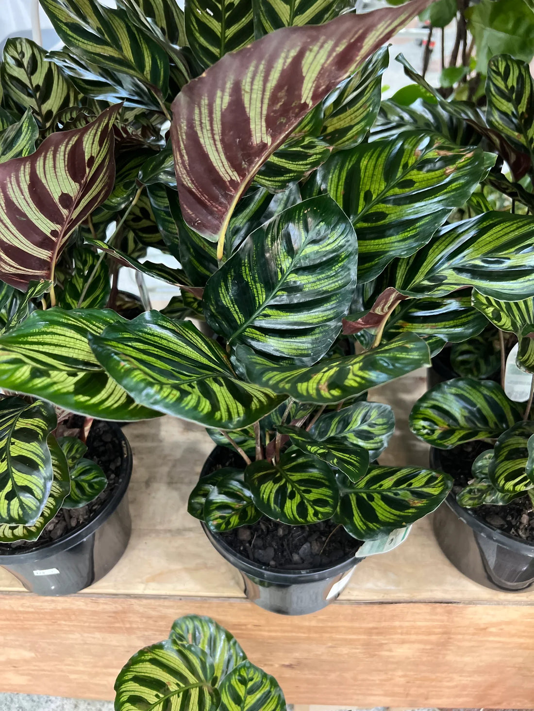 calathea makoyana top 10 indoor houseplant to boost your mood and clean the air