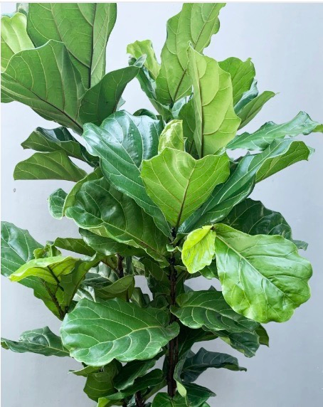 Fiddle Leaf Fig Plant